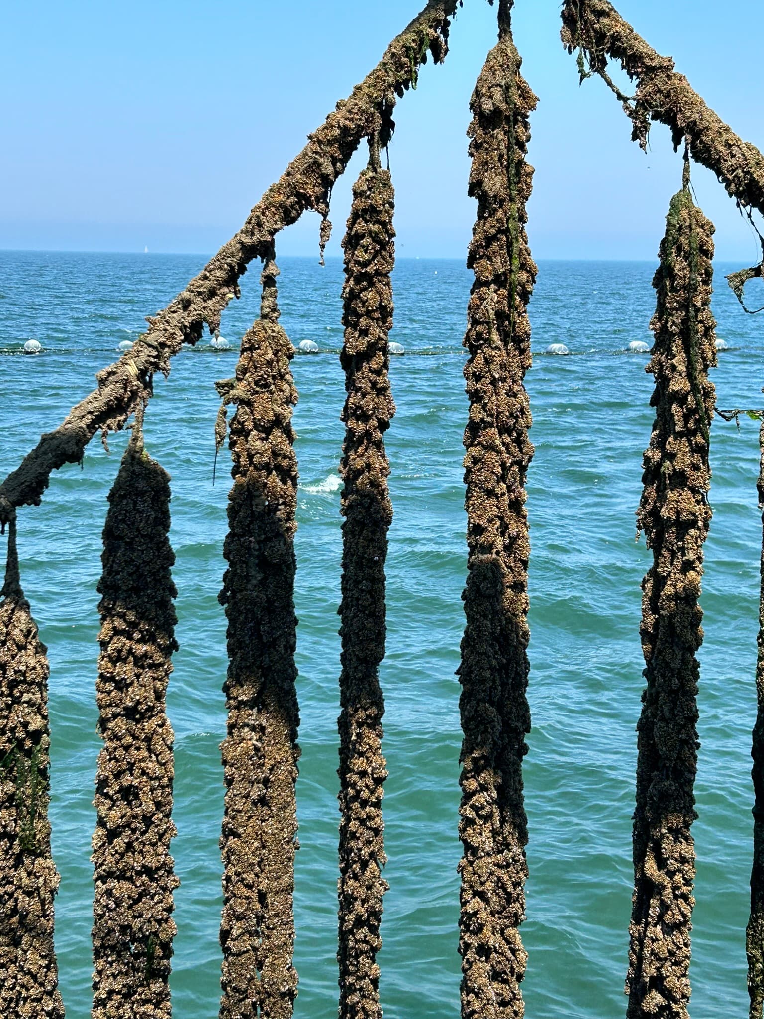 Mossels aan het touw