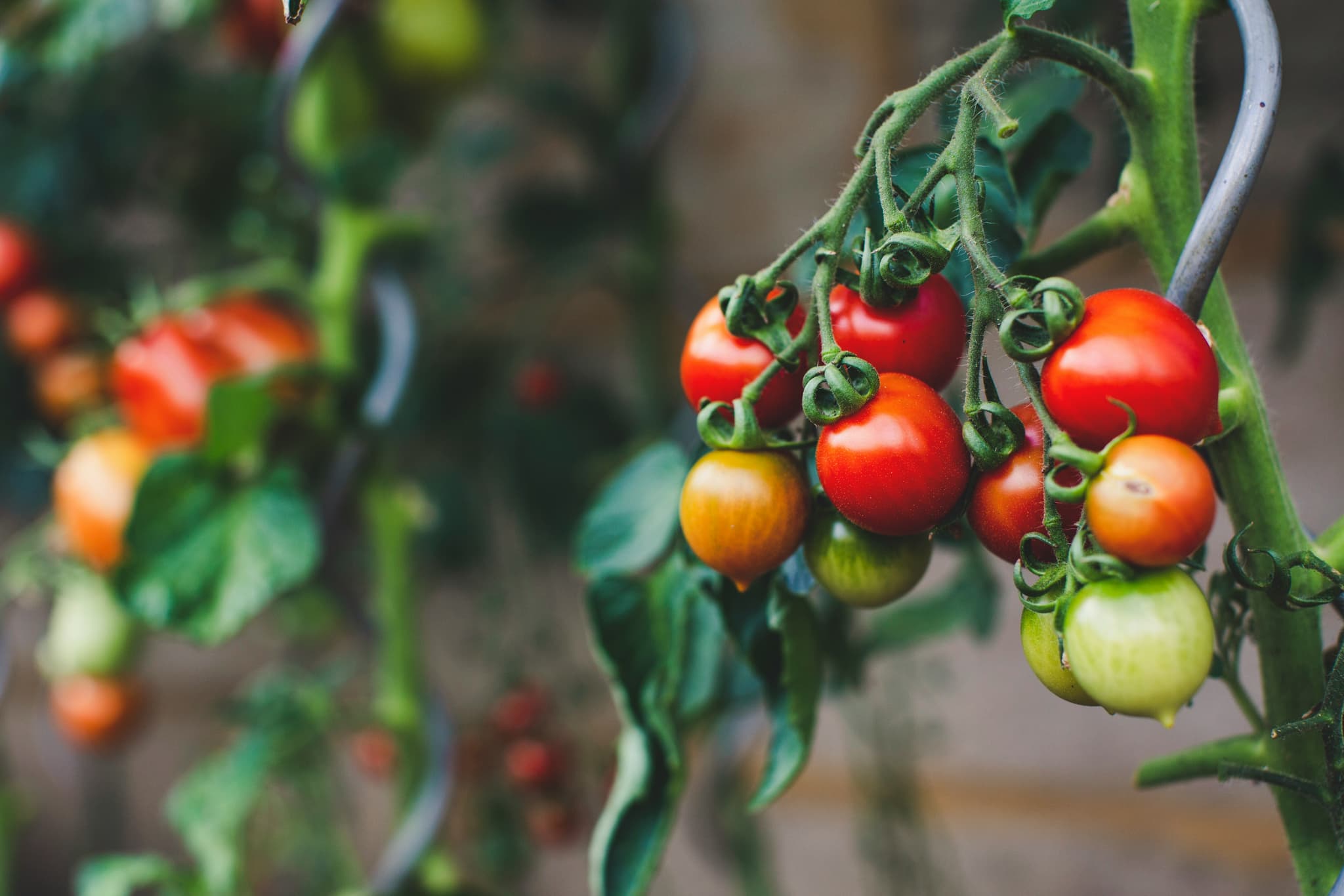 An unexpected yet protein rich source: tomato leaves